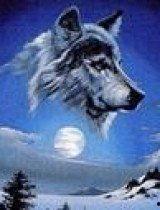 狼在线视频h,揭秘狼在线视频的激情与魅力